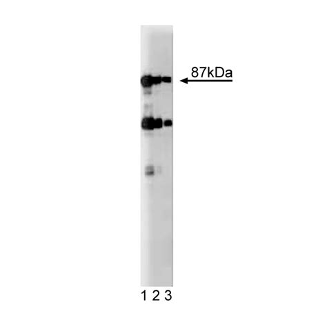 Purified Mouse Anti-Dystrobrevin