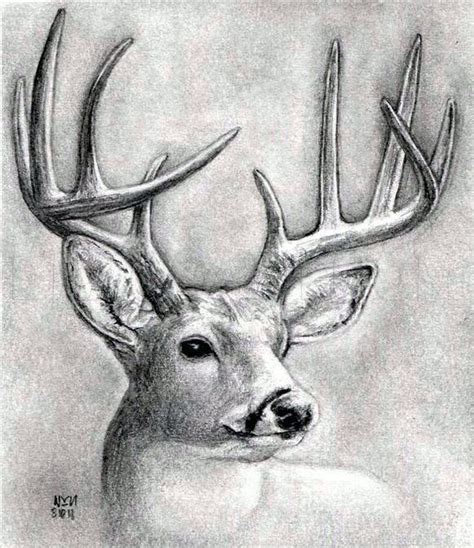 Image result for Buck Drawing Tutorial