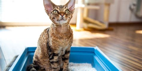 Cat Behavior Tips & Information from Cat Experts | Purina US