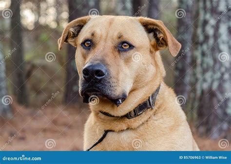 How Big Will A Lab Mastiff Mix Get