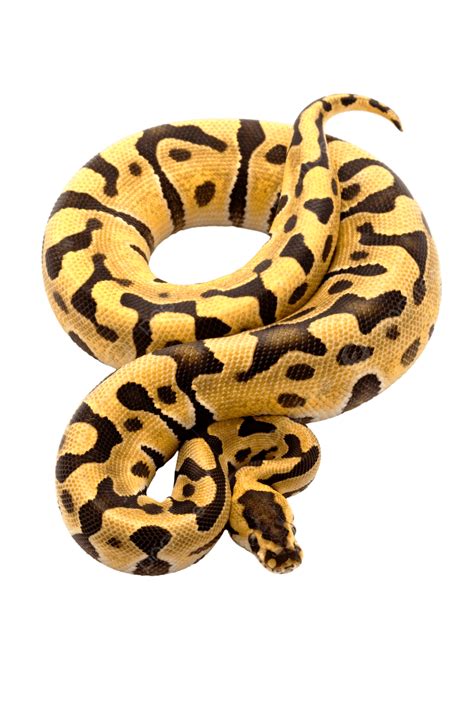 Image result for Python Sticker PNG HD