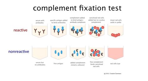 Image result for Lytic Complement Fixation