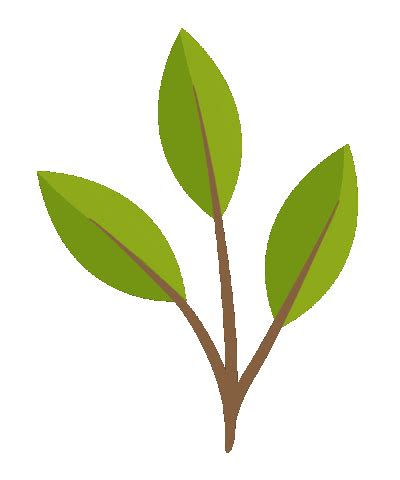 What is Plant Morphology? पादप आकारिकी किसे कहते हैं