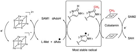 Unveiling the Chemical Diversity of the Deep-Sea Sponge Characella ...
