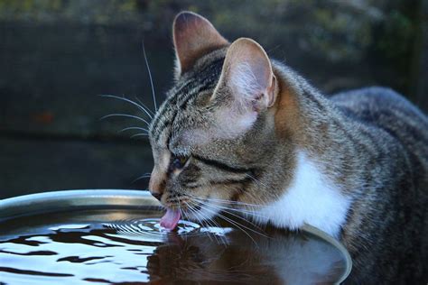 FLUTD in cats: symptoms, treatment and prevention