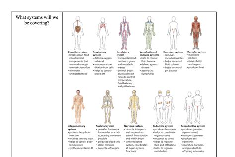 Image result for Digestive System Lesson