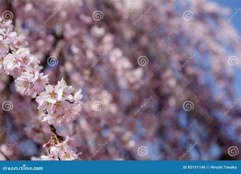 Weeping cherry blossoms stock photo. Image of flower - 85151146