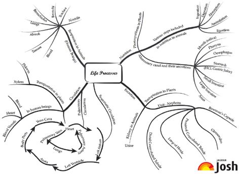 Image result for Class 10 Science Life Processes Mind Map