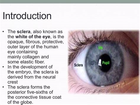 Anatomy of sclera | PPTX