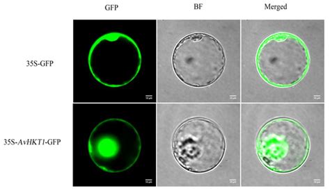 A High-K+ Affinity Transporter (HKT) from Actinidia valvata Is Involved ...