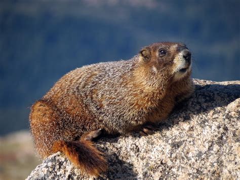 What Animals Live In The Colorado Mountains at Audra Kato blog