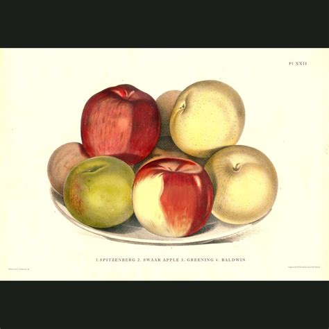 Varieties Of Red Apples. Fine art print.