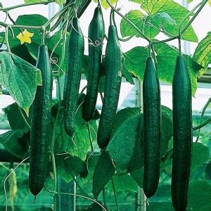 VibeX ® LXI-381 Indoor Cucumber Self-Pollinated Zozula F3 Seed Price in ...