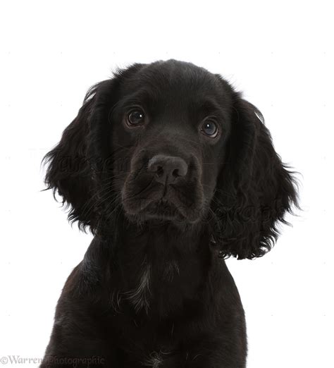 Dog: Black Cocker Spaniel puppy, portrait photo WP49549