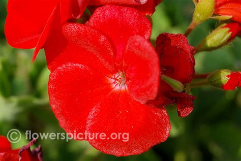 Geranium varieties, Pelargonium zonale varieties