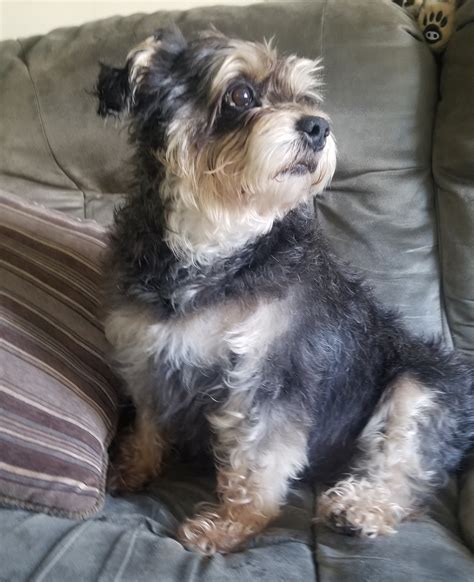 Paws 4 A Cure is an all-volunteer 501(c)(3) nonprofit organization that ...