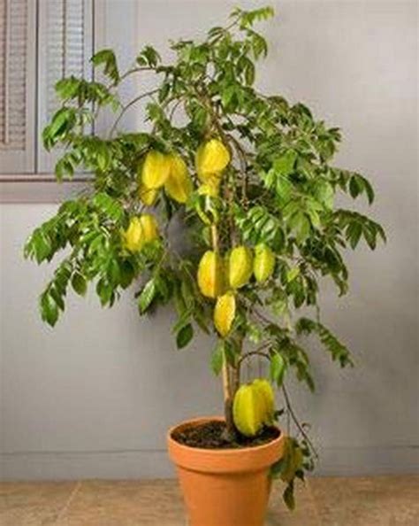 Live Plant Star Fruit Rare - (Averrhoa Carambola) 1 Healthy For Balcony ...
