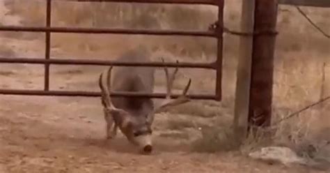 Deer Gracefully Escapes A Narrow Gate