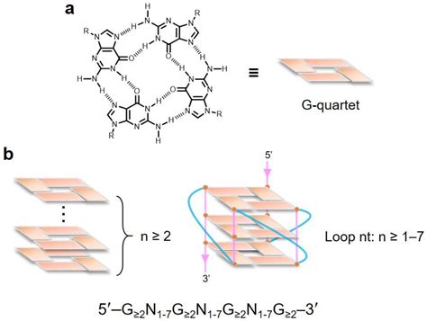 Perspectives for Applying G-Quadruplex Structures in Neurobiology and Neuropharmacology