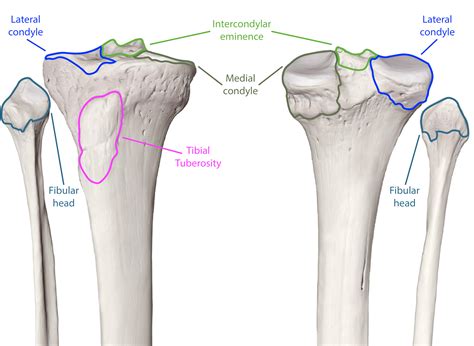 6.9: Bones of the Lower Limb - Medicine LibreTexts