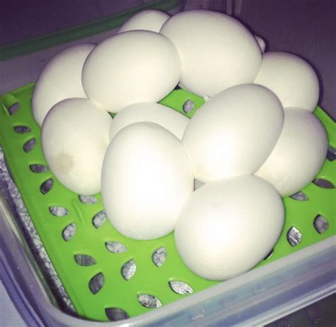 Image result for Blood Python Eggs