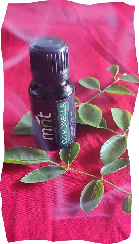 MNT Citronella Essential Oil - 100% Pure & Natural Mosquito Repellent ...