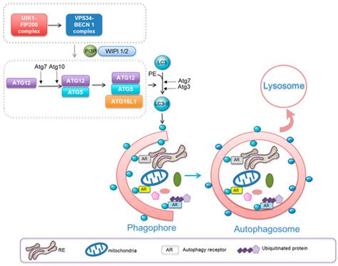Therapeutic Modulation of Autophagy in Leukaemia and Lymphoma