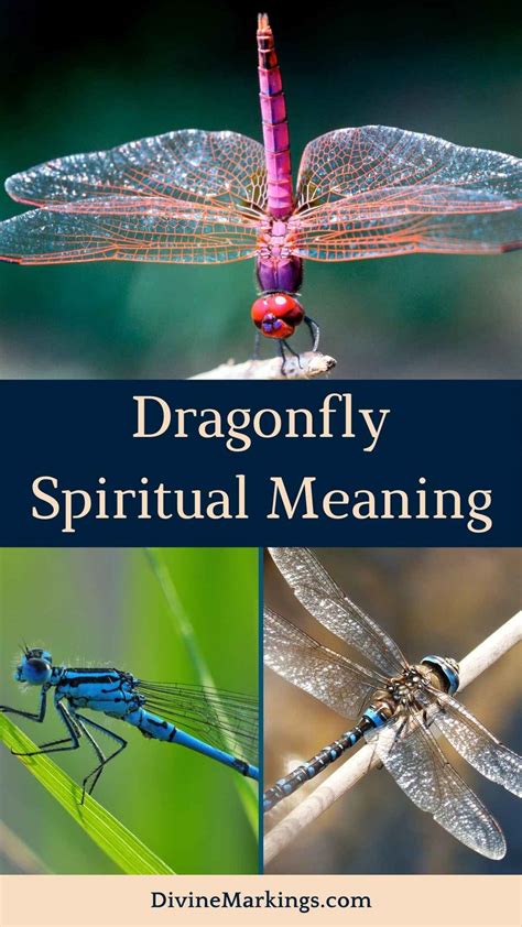 Symbolic Meaning Of Dragonfly
