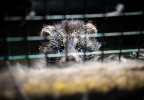 Petition to Ban Fur Farming in Finland - FOUR PAWS International ...