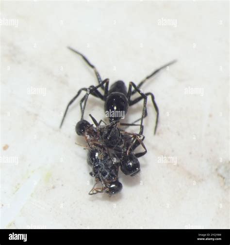 Ant-eating Spiders (Euryopis) Arachnida Stock Photo - Alamy