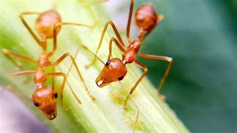 The Secret to Ant Efficiency Is Idleness - The New York Times