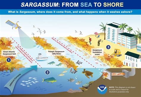 Infographic: What is Sargassum? - NCCOS - National Centers for Coastal ...