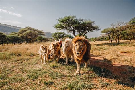 THE LION PRIDE: Dexter, Nayla, Leo, Snow, Kiara, Khaleesi - Dean Schneider