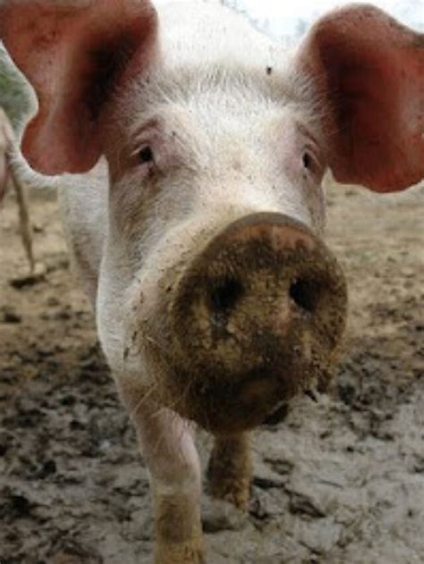 Controlling Flies in Pig Farms with Organic Fly Traps - FlyTrap