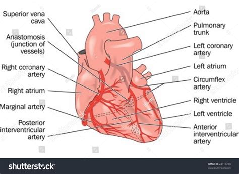 Arteries Of The Heart Diagram