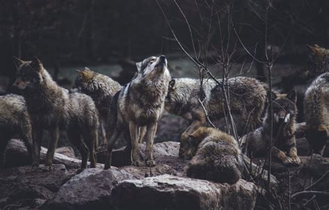 Image result for Wolves Cancion Cover