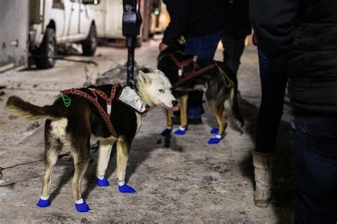 It’s back! UP200 dog sled race returns after two years of bad ...