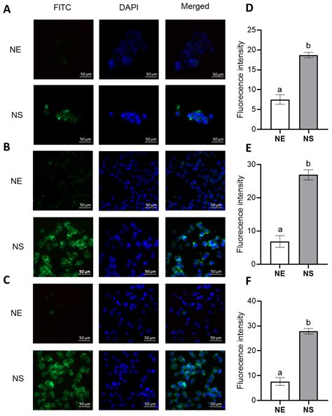Chitosan Nanoparticles Enhance the Antiproliferative Effect of Lapachol ...