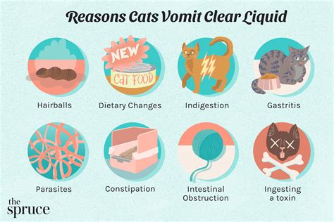 Vomiting Cat Why Is My Cat Throwing Up Clear Liquid? | BeChewy