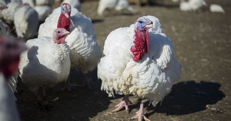 Coveted Stone Barns Thanksgiving turkeys on sale tomorrow
