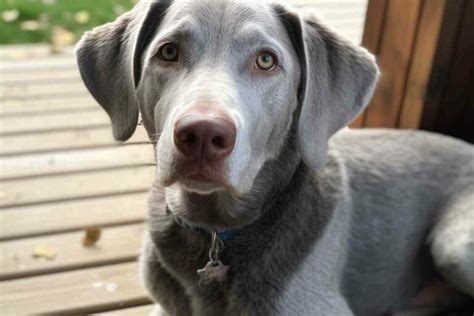 Image result for Labrador Retrievers Good Guarding Dogs