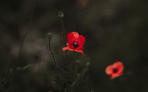 Download wallpaper 3840x2400 poppy, red, blur, bloom, flowerbed 4k ...