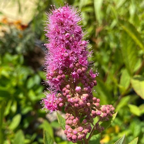 Billardii Spirea Bare Root Plant: Hardy Flowering Perennial - Etsy