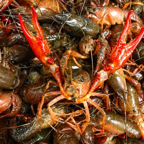 Mudbugs Crawfish – Voted the best crawfish by closest friends and family!