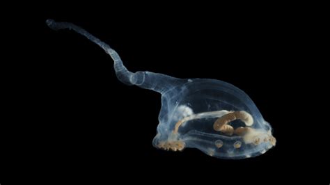 Alien Animals 的图像结果