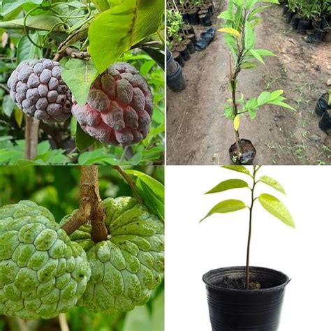 Tropical Fruit Plant Live Custard Apple, Live Sitafal Custard Apple ...