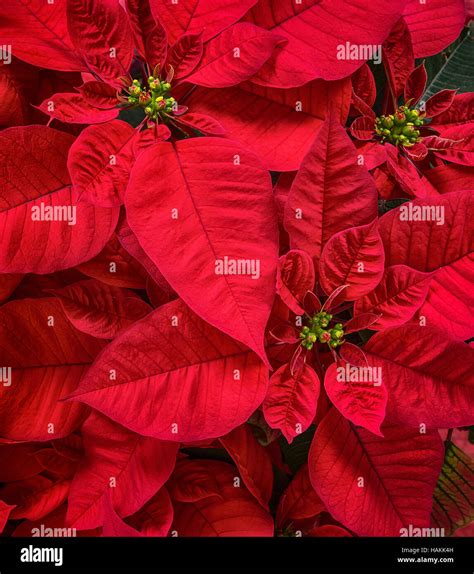 Closeup of Red Poinsettia (Euphorbia pulcherrima) flower, Christmas ...