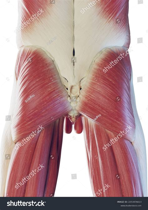 Image result for Cremaster Muscle Reflex