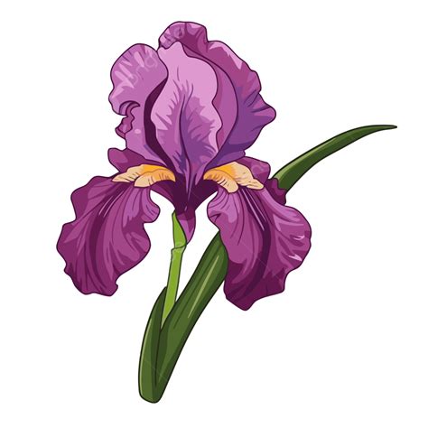 Iris Flower Diagram
