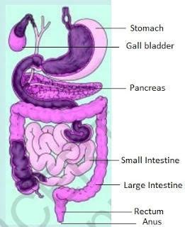 Image result for Class 7th Science Chapter 2